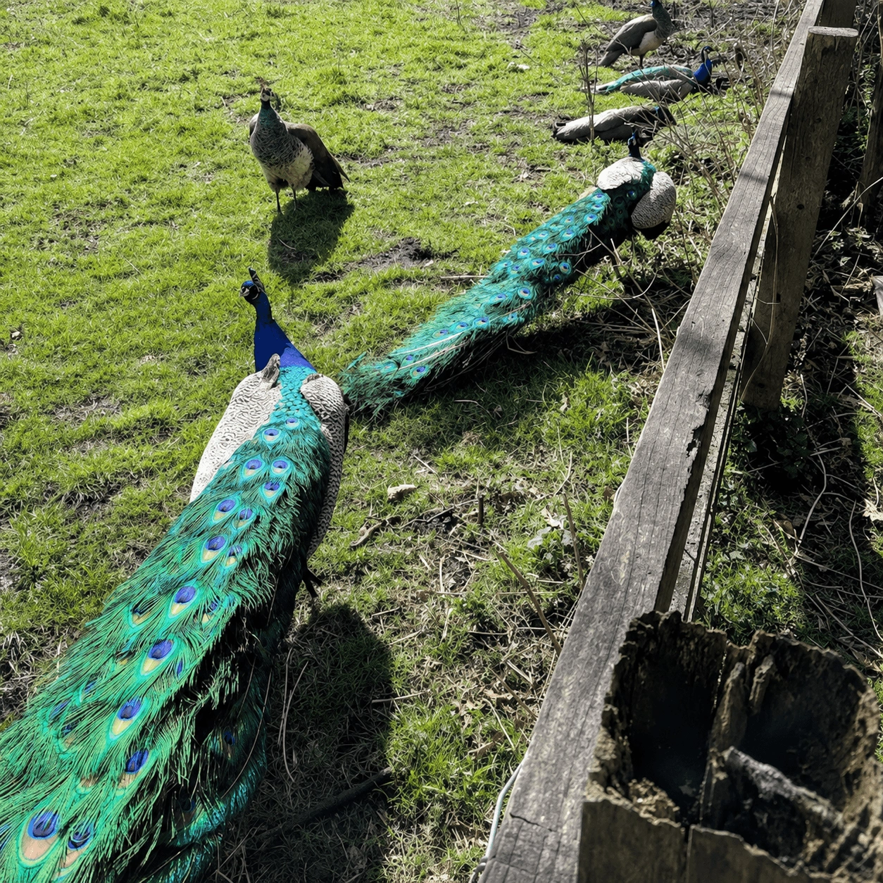 Free-roaming Peacock by Pasture
