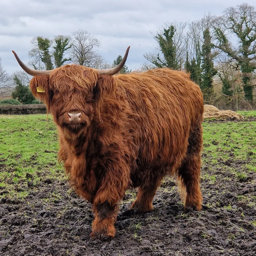 Highland Cows at Lydiate Hall Farm