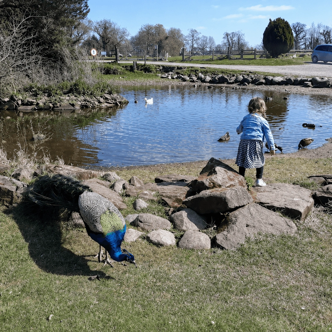 Little Visitor & Peacocks near Pond