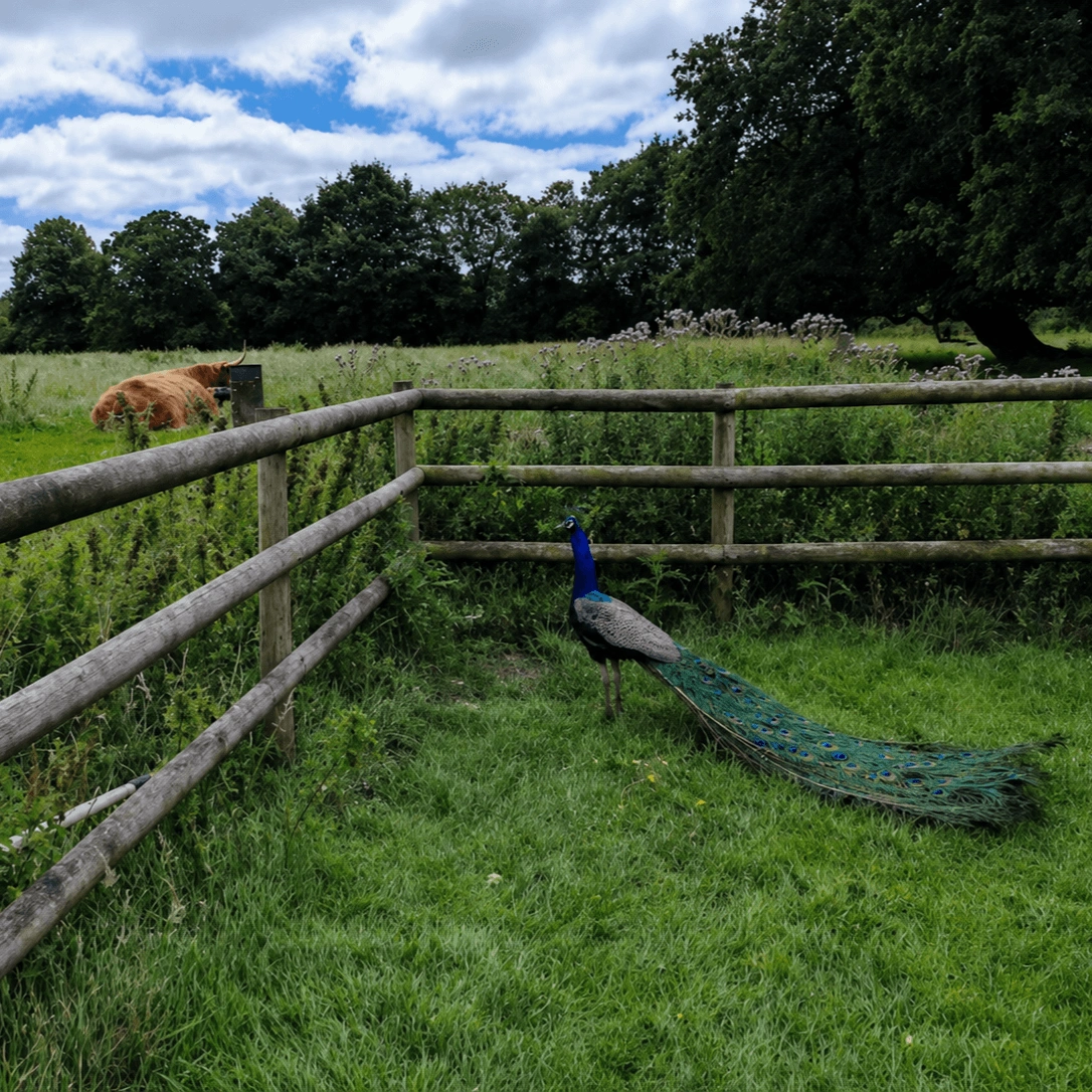 Majestic Peacock on Fence Post