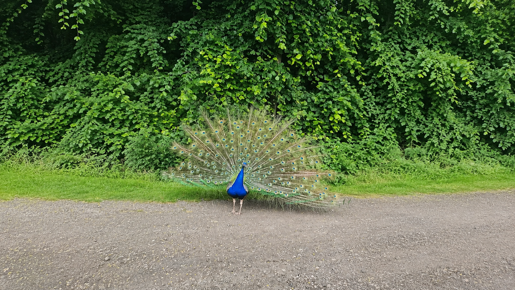 Over 60 Majestic Peacocks
