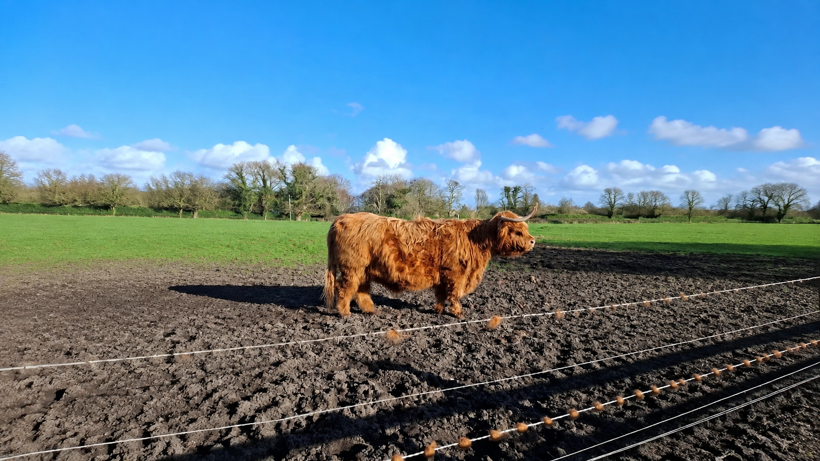 Meet Our Highland Cows