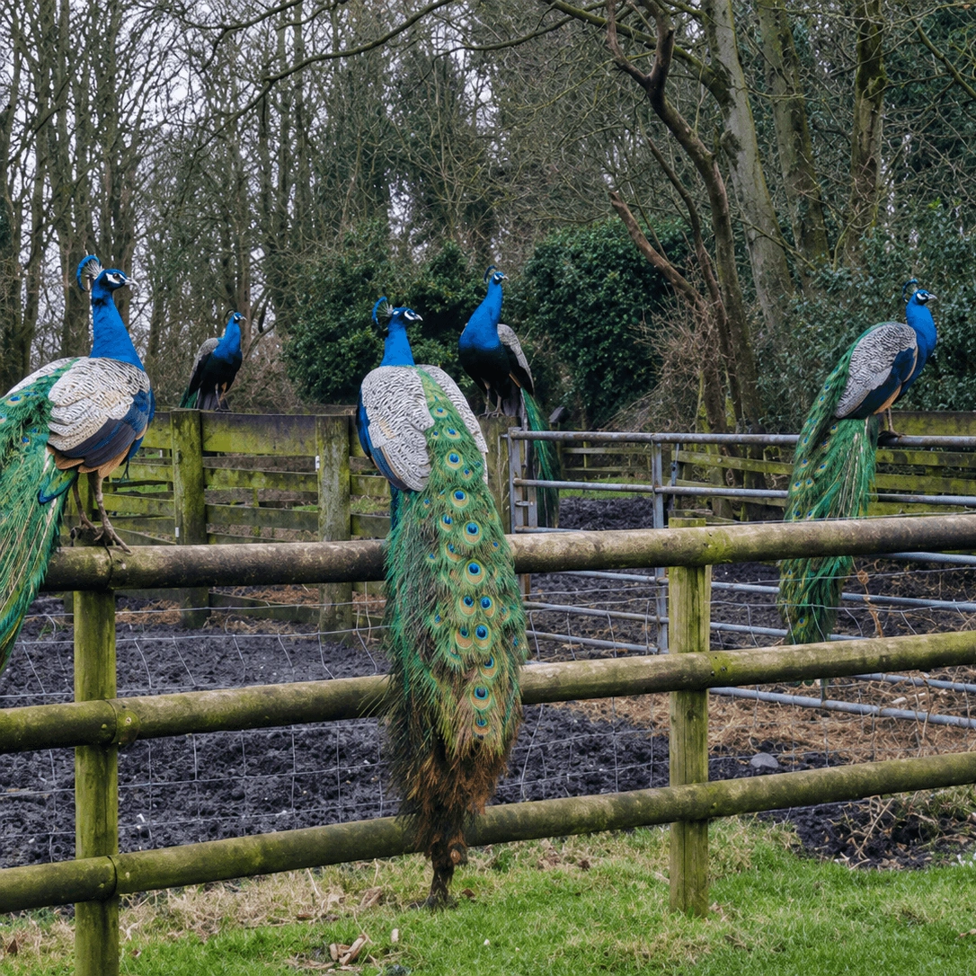 A Day Out at Lydiate Hall Farm – Peacocks, Farm Shopping & Tudor History